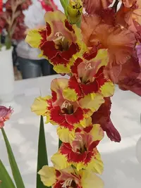 20250815124416.webp