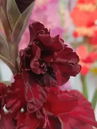 20250815124448.webp