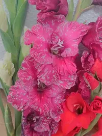 20250815124522.webp