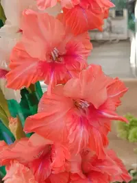 20250815124638.webp