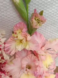 20250815124357.webp