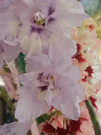 20250815124756.webp