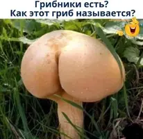 Screenshot_2025-09-01-11-33-35-05_68e74cc0265513bba3f4cf8e2c9891fe.webp
