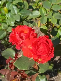 20250917123957.webp