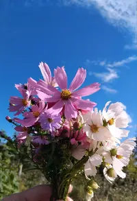 IMG_20250917_190301_016.webp