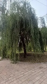 20250918152348.webp
