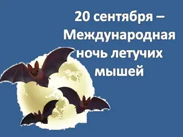 20.webp