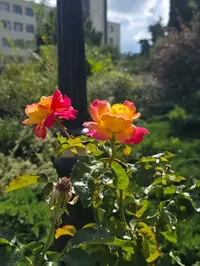HQrvChWeZngz8UzMtIUjN3aQLYyhOlWV.webp