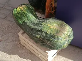 20250922125157.webp