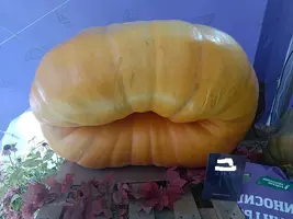 20250922125926.webp