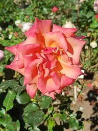 20250922130848.webp