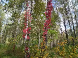 IMG-20250925-WA0017.webp