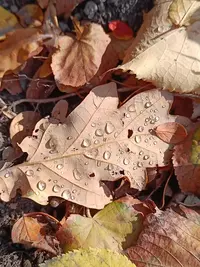 20251012121310.webp