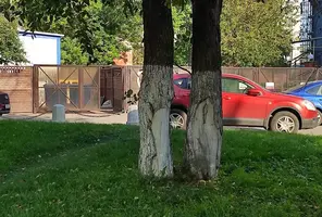 !деревья.webp