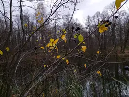 IMG-20251026-WA0001.webp