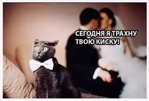 d43323be8c92fabc71a9c54de7878272.webp