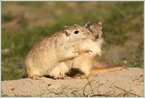 2011-11-28 002 (Cуслиная любовь).webp