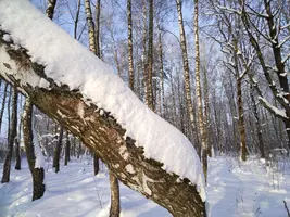 IMG_20260124_115716_135.webp