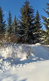 20260203180002.webp