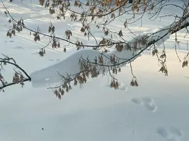 20260203150543.webp