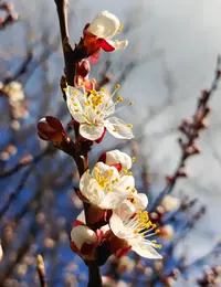 20260331-1535.webp