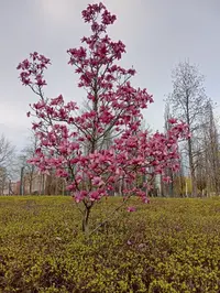 IMG_20260403_175641.webp