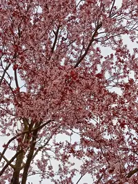 IMG_20260403_180411.webp