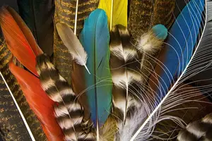 __opt__aboutcom__coeus__resources__content_migration__mnn__images__2018__11__feathers-a51ccbe...webp