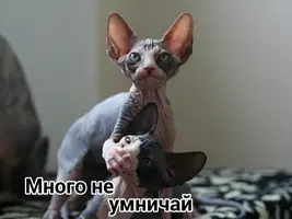 1478778716.webp