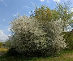 20260507134916.webp