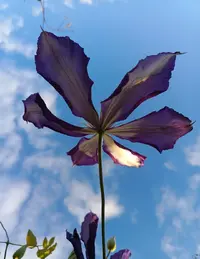 20260520-1850.webp