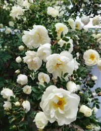 IMG_20260527_083918_edit_315511954205472.webp
