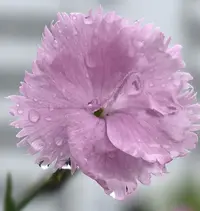 1780134517388.webp