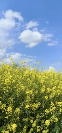 1780134716230.webp