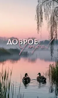 8d193dadba7cf9a547dc1ae462da522d.webp
