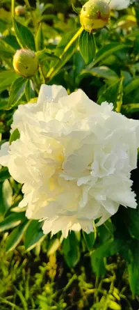 IMG20260610202111.webp