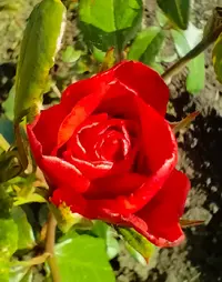 IMG_20260617_181101.webp