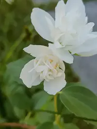 20260621185105.webp