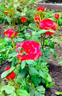 IMG_20260627_165258.webp