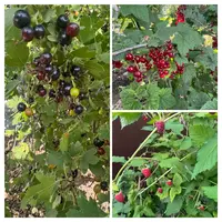 A531091F-C0E1-4941-A462-570BA2586155-COLLAGE.webp
