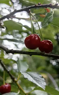 1783512239083.webp