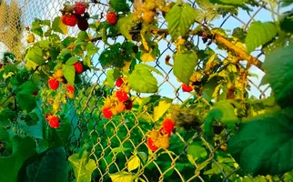 IMG_20260708_205733.webp