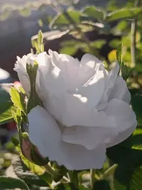 20260718190833.webp