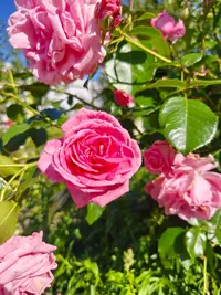 IMG20260719155514.webp
