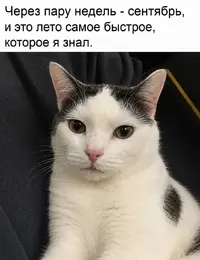SaveClip.App_762937401_17873316945628773_6197402331991045838_n_640.webp