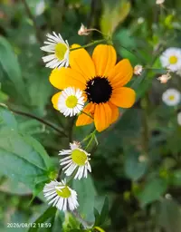 20260812-185945.webp