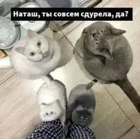 2891.webp