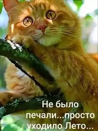 SaveClip.App_779944557_18123488900497947_2110534128599315008_n_640.jpg.webp