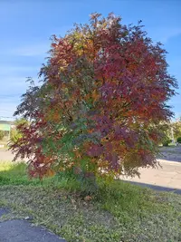 3116.webp