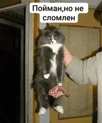 3095.webp